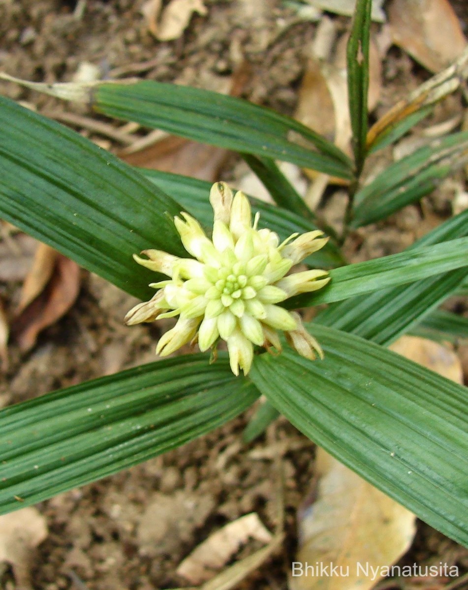 Tropidia bambusifolia (Thwaites) Trimen